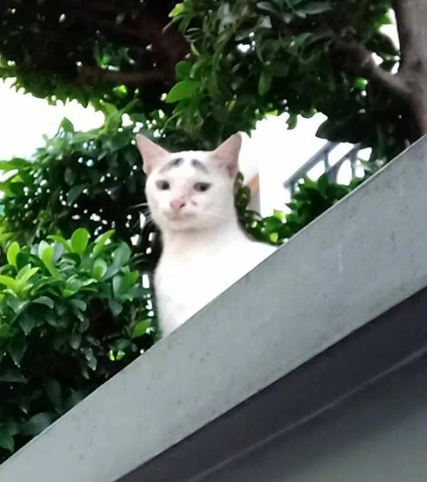 全世界最丑的猫都在这了，笑到飙泪！！！ - 知乎
