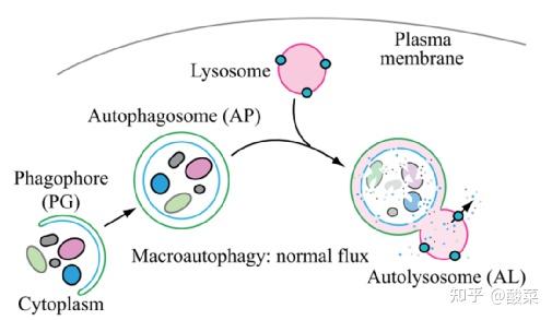 自噬是真核生物特有的依赖于溶酶体的细胞内降解途径.