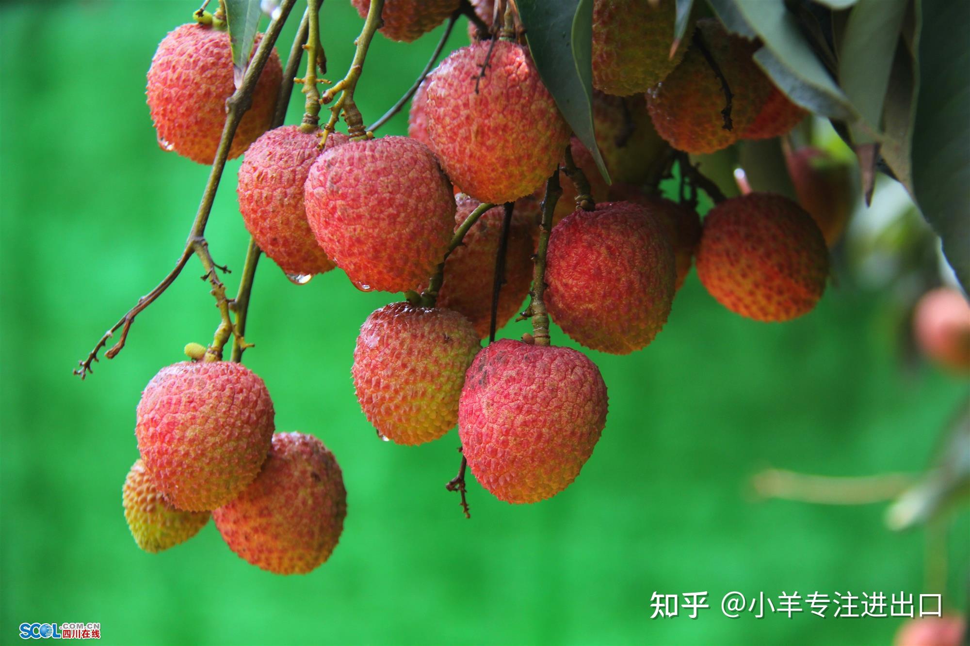 一骑红尘妃子笑，荔枝季节如约而至，即将迎来今年第一批荔枝进口 - 知乎