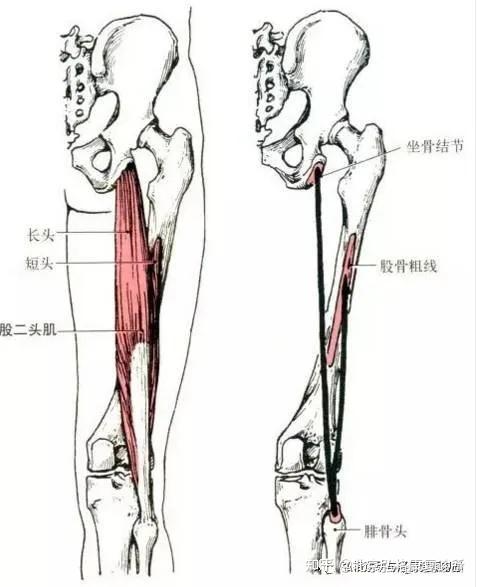 大腿后侧肌群图片