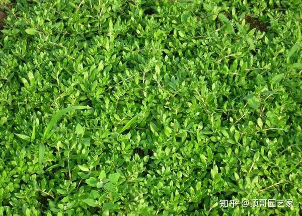 5种适合院子里种的铺地植物 种出来比草坪还好看 知乎
