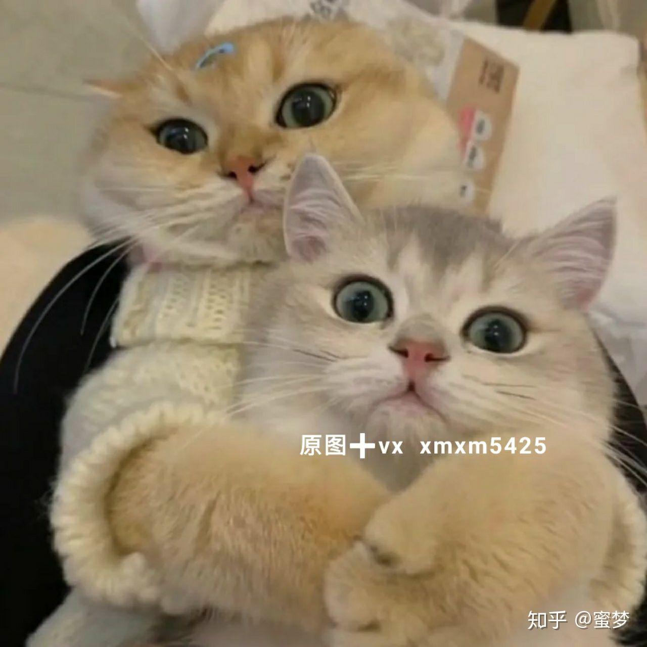 抖音热门头像可爱到爆炸的猫咪情侣头像