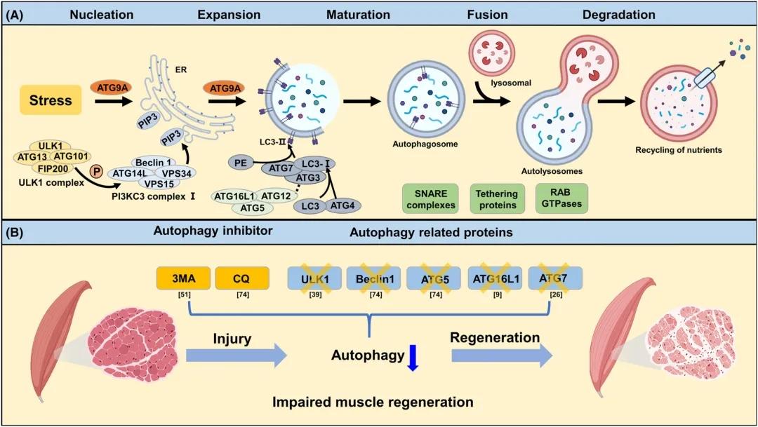 2022年细胞自噬相关高分综述速递 - 知乎