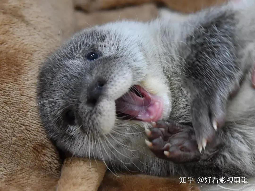 水水獭特性图片