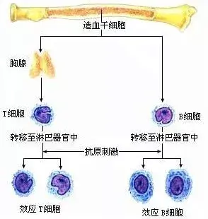 免疫 細胞 性