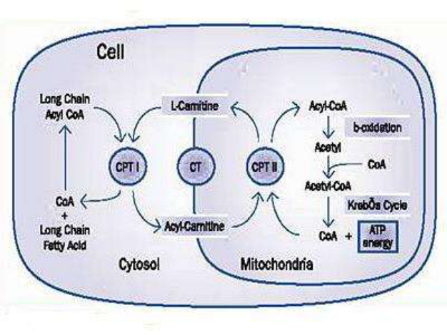 以脂酰肉鹼形式將長鏈脂肪酸從線粒體外轉運至線粒體內,這一過程對