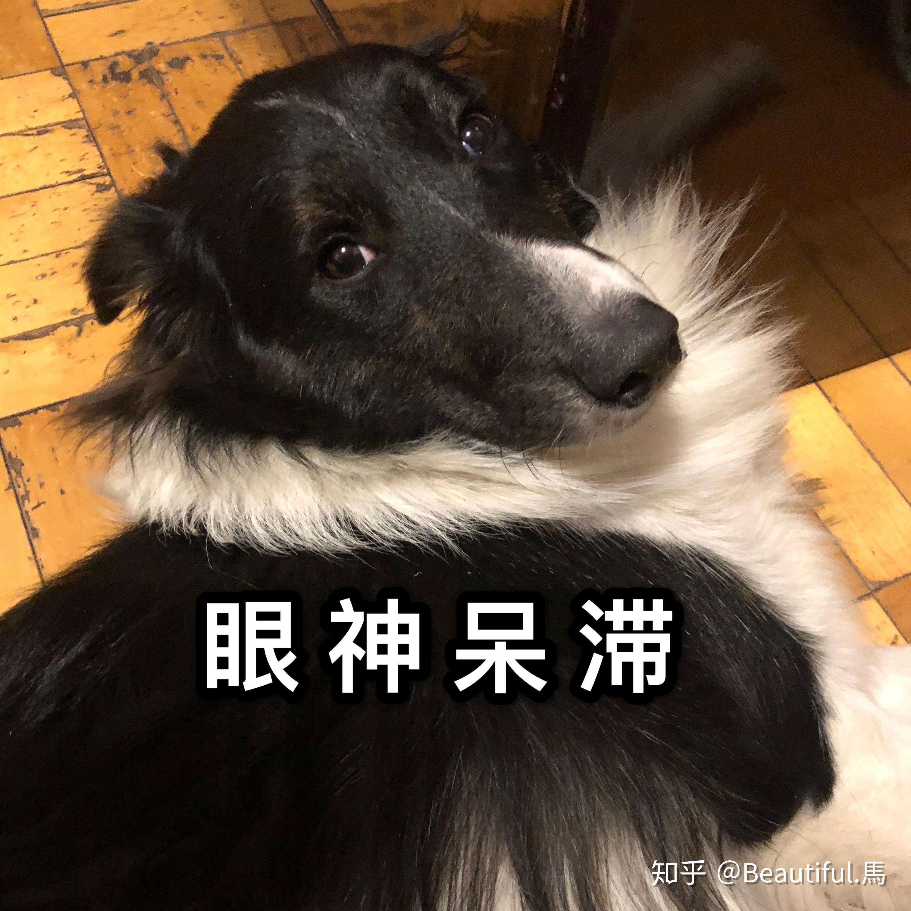 说说边境牧羊犬有多聪明?