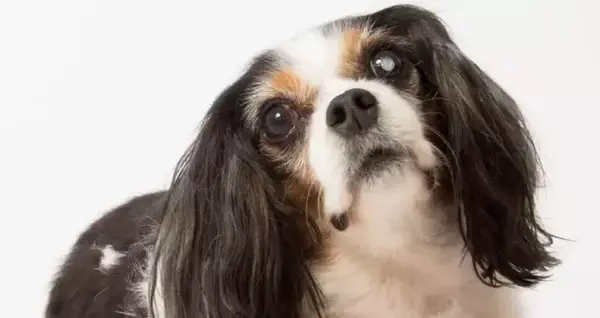 lucy本来应该长成的样子