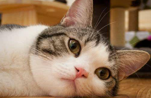 猫拉肚子可以吃乳酸菌素片吗 知乎