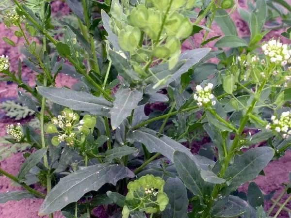 50种野菜图鉴小区绿化带就有以备不时之需