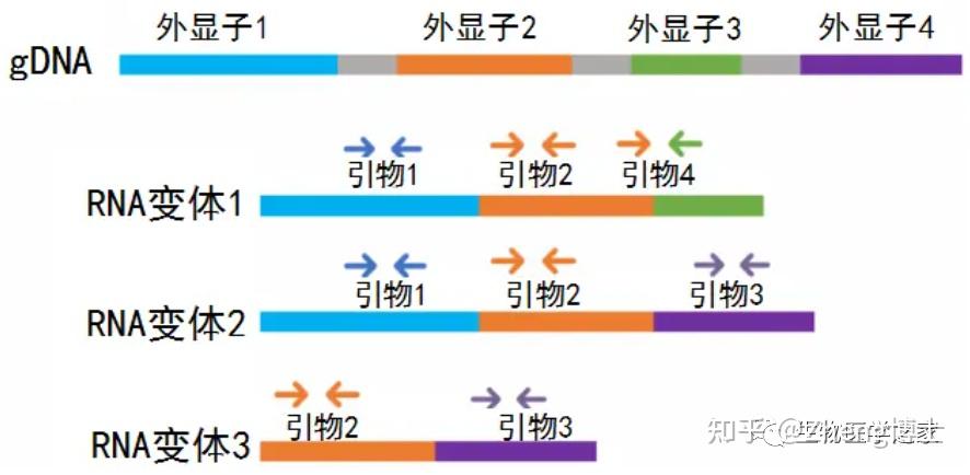 qPCR引物设计,史上最简单、最权威步骤! - 知乎