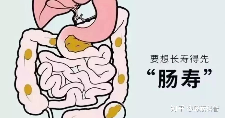 肠道垃圾毒你没商量,酵素让你"肠年轻"才能"常年轻"!