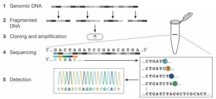 第一代测序技术