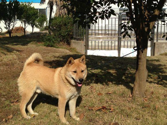 土狗笨狗不洋气没想到你是这样的中华田园犬