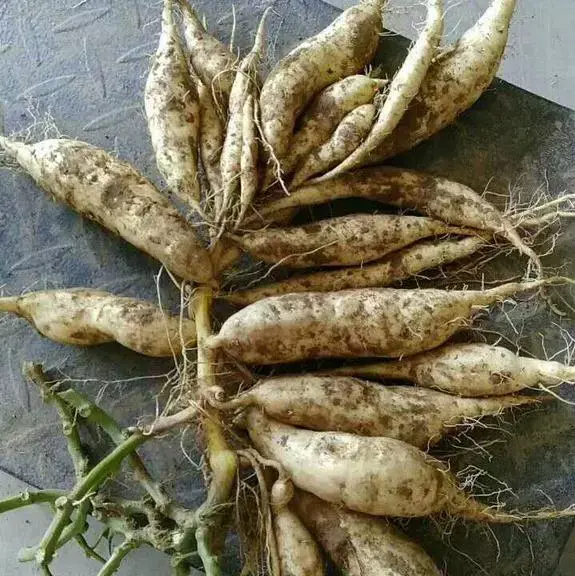 人参薯市场价达到30斤人参薯入口即化不粘牙不产生胀气烧心返酸等现象