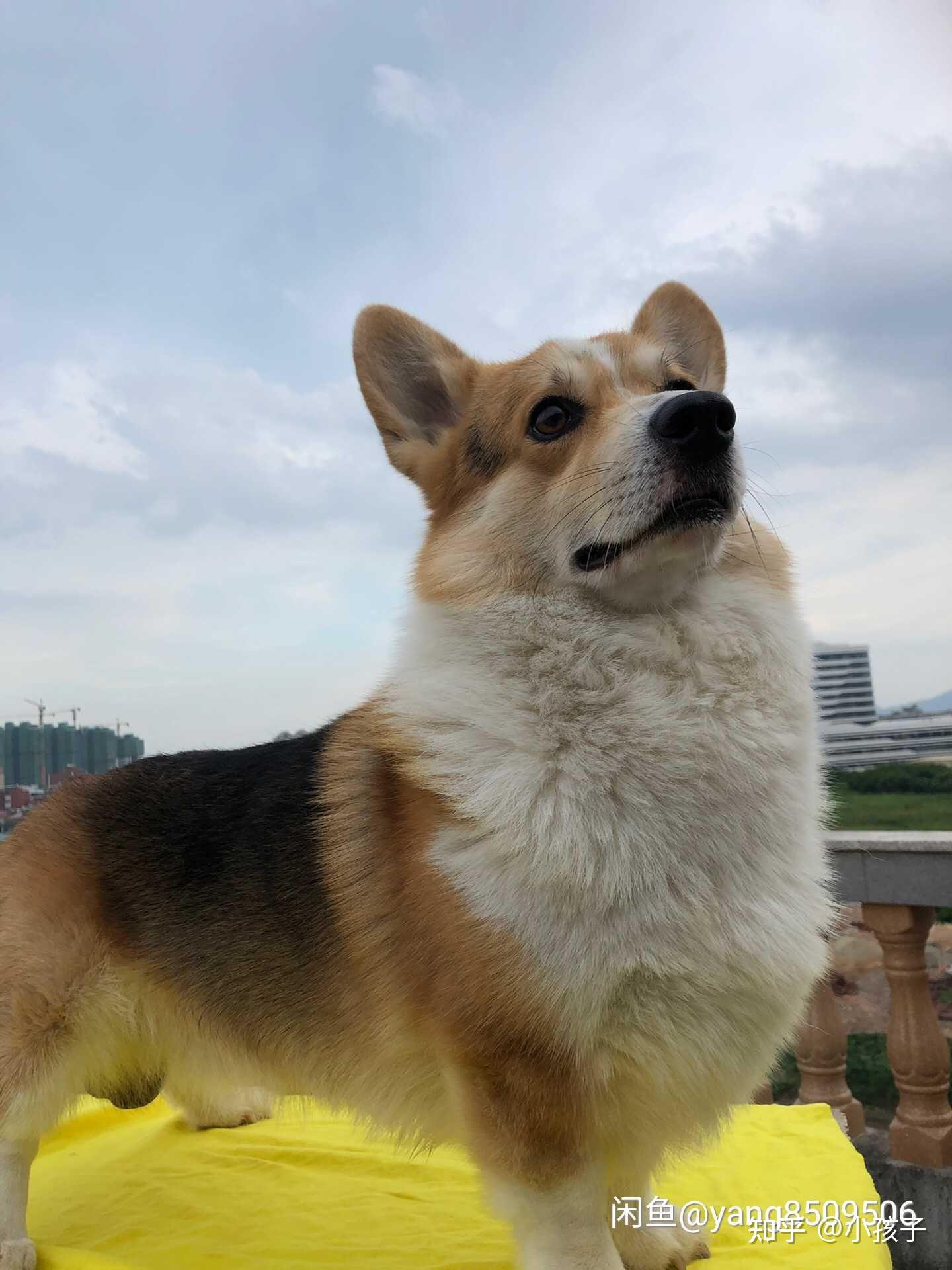 奶油脸柯基长大后脸上黑毛会褪吗? - 知乎