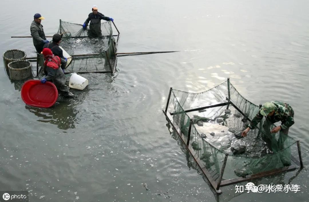 以鱼,鳖混养为例既有其生态学基础,也符合池塘养殖学原理,鱼鳖可相互