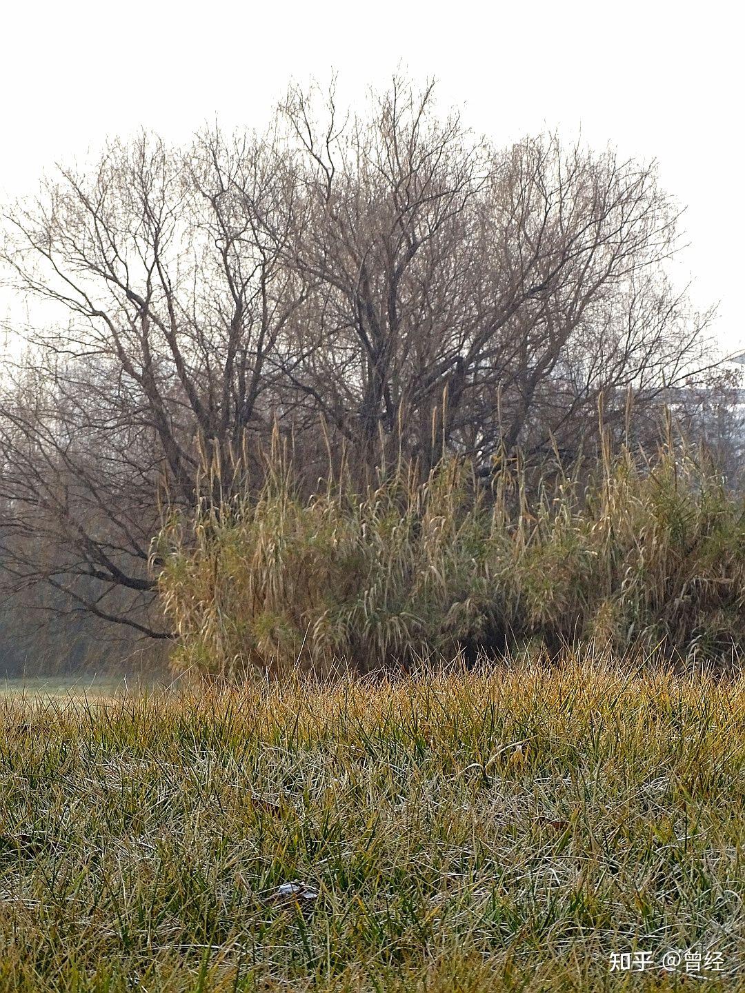 轻尘栖弱草 zhuanlan.zhihu.com