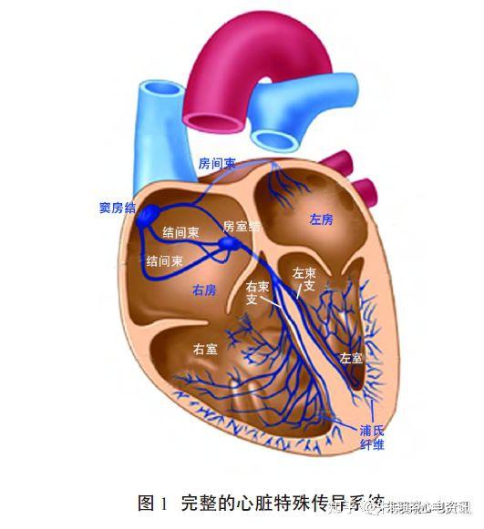 心脏解剖与传导系统 - 知乎
