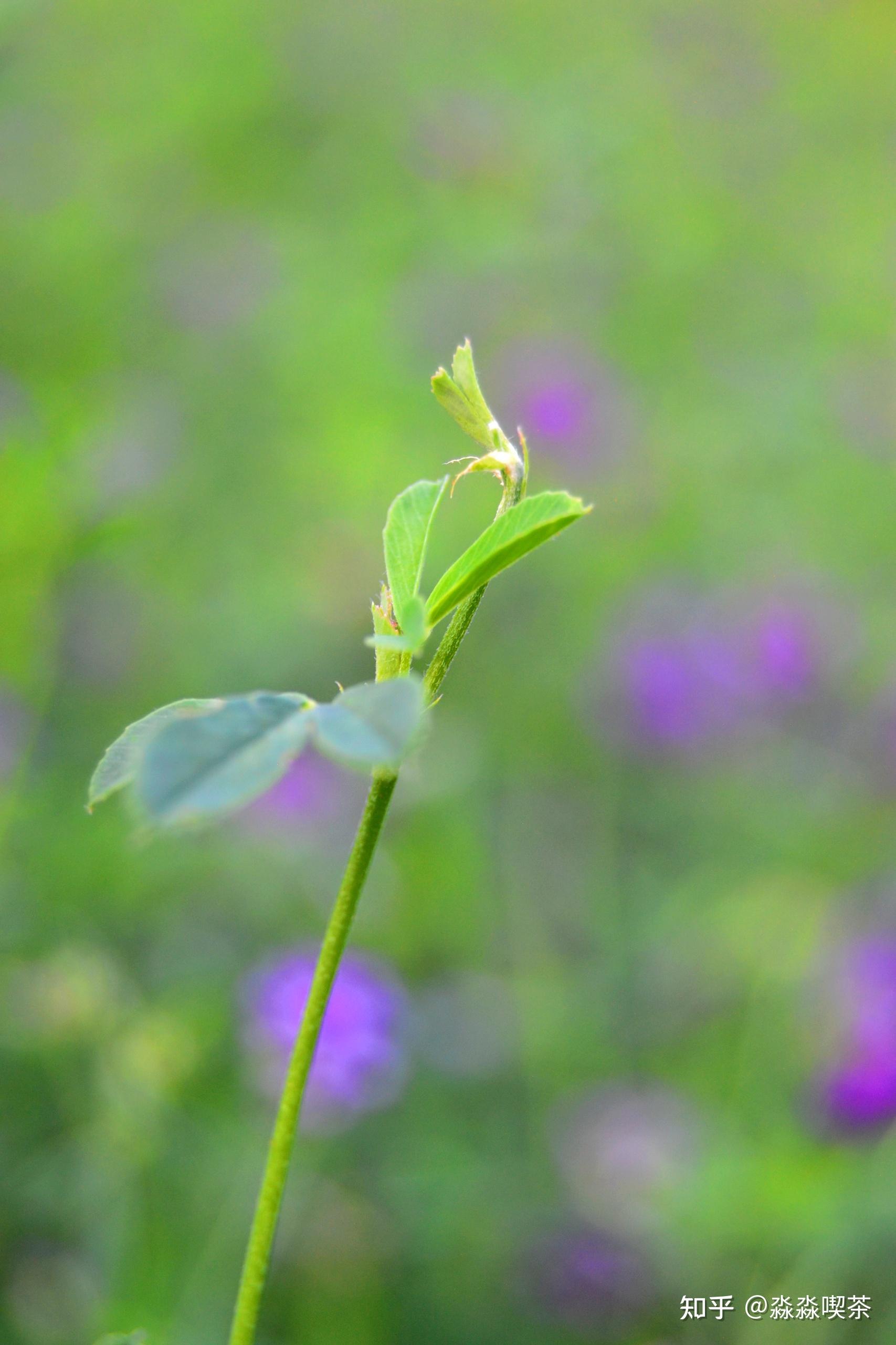 幸运草紫苜蓿盛夏邂逅牧草之王