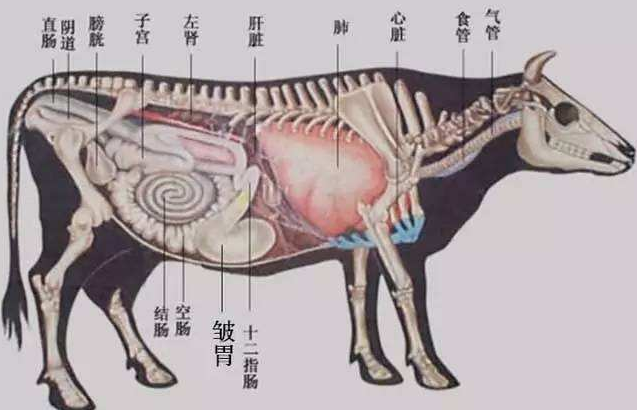 肉牛怎样催肥才长得快为什么自己养的牛羊光吃不长肉同样的使用饲料却