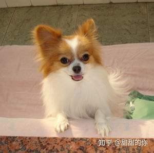 蝴蝶犬养得好不好 看这8个部位就一目了然 知乎