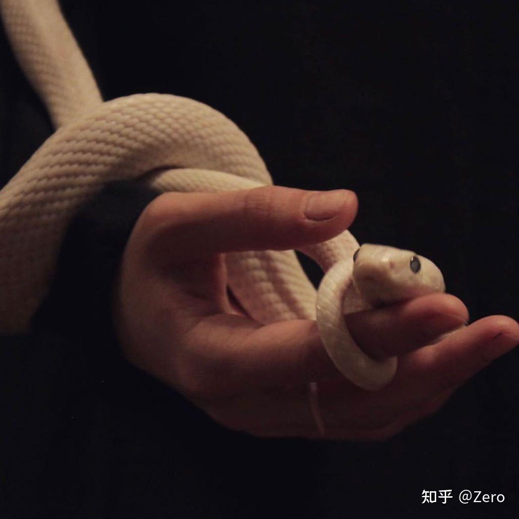 哪里能买到宠物白蛇