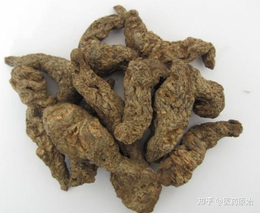 带你识别地黄 - 知乎