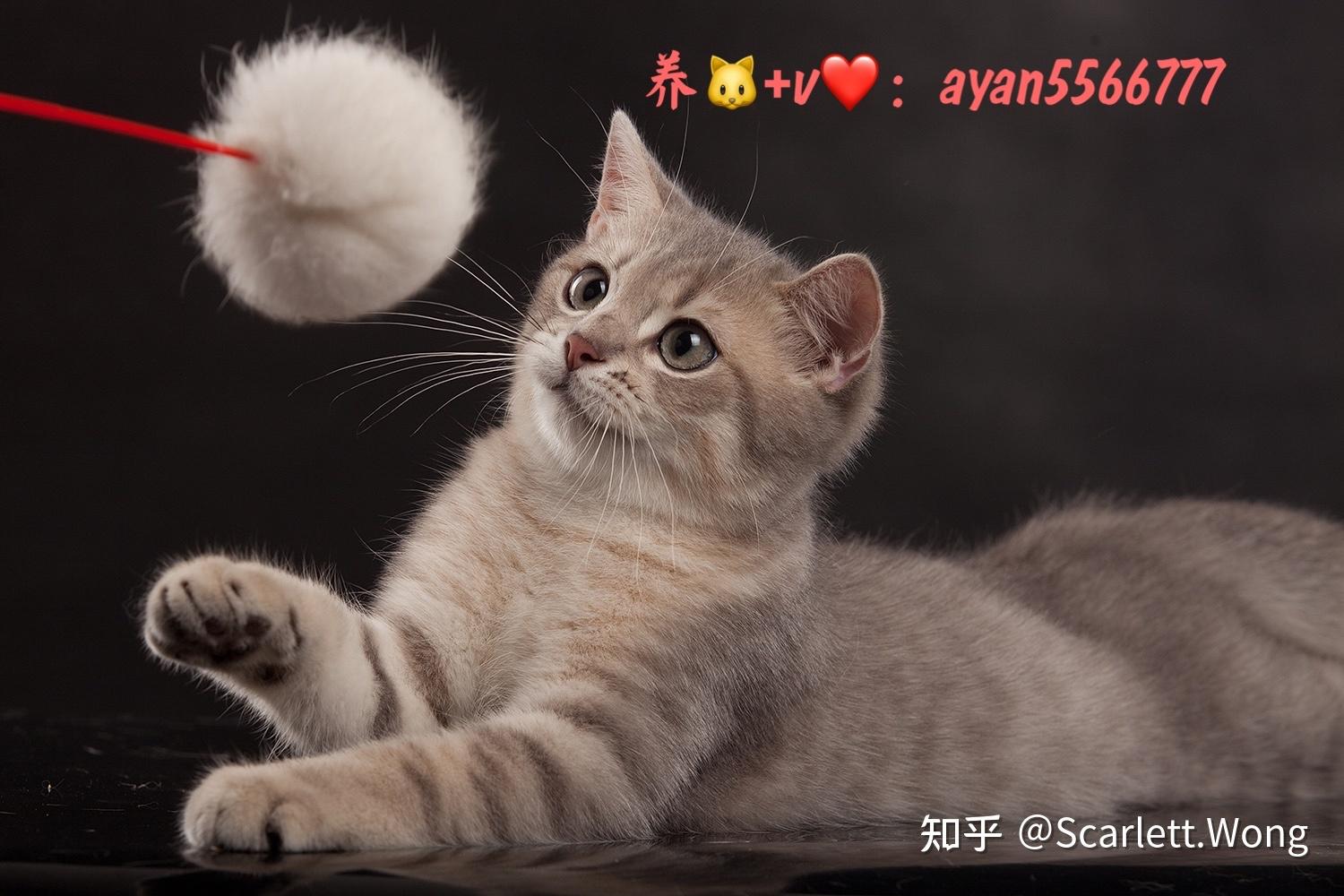 品种猫图片，品种猫大全 - 知乎