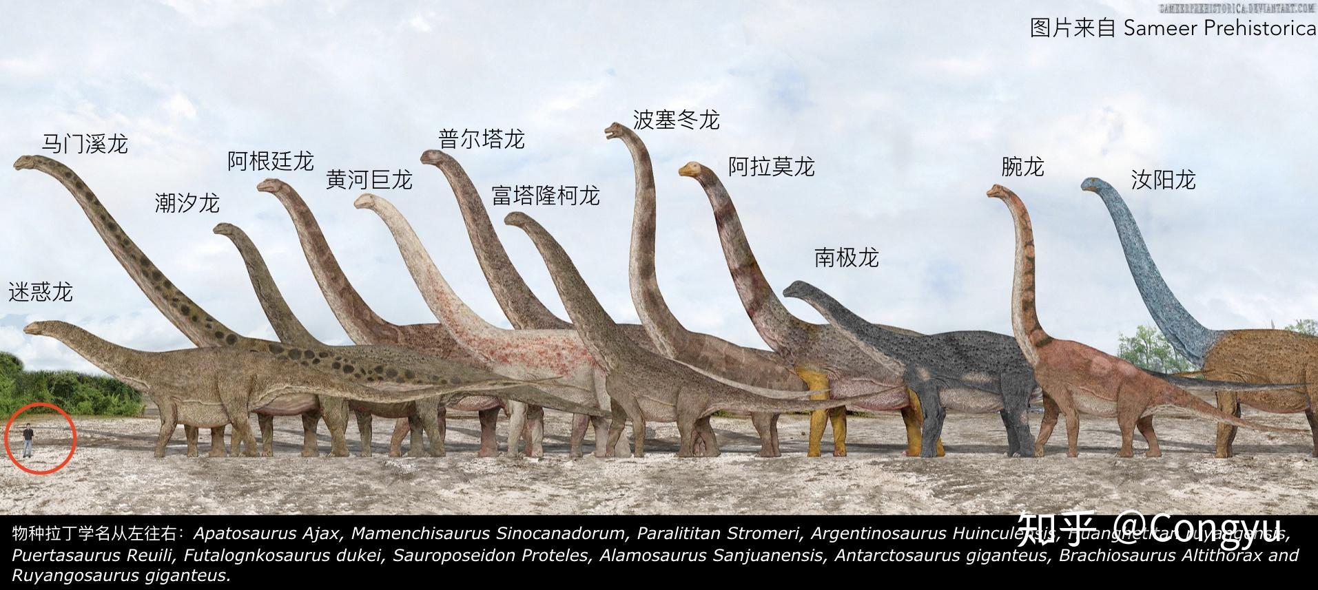 恐龙体型对比图片