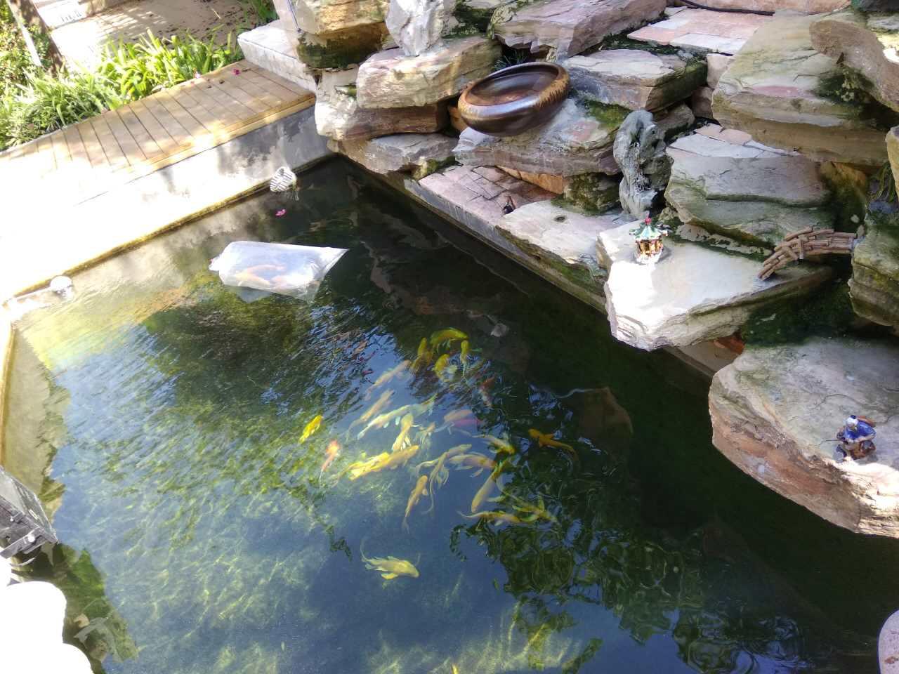 清澈的鱼池 - 知乎