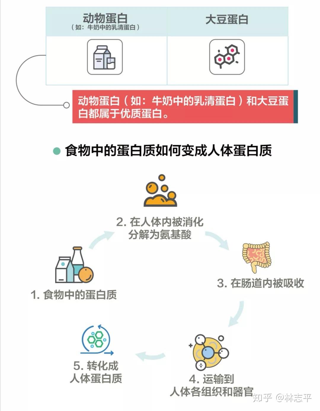 什么是优质蛋白?