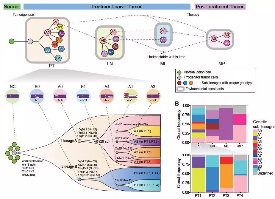 並利用其高精度的染色體內斷點信息進行了腫瘤細胞的譜系追蹤