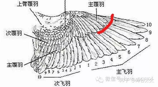 鹦鹉怎么剪羽 折衷鹦鹉剪羽 双偶网