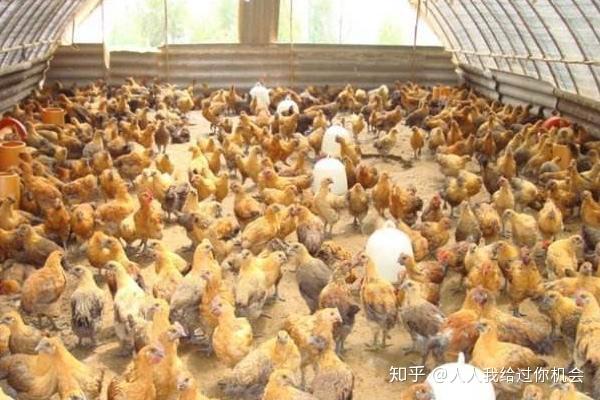 什么最好养殖还赚钱 什么养殖最挣钱