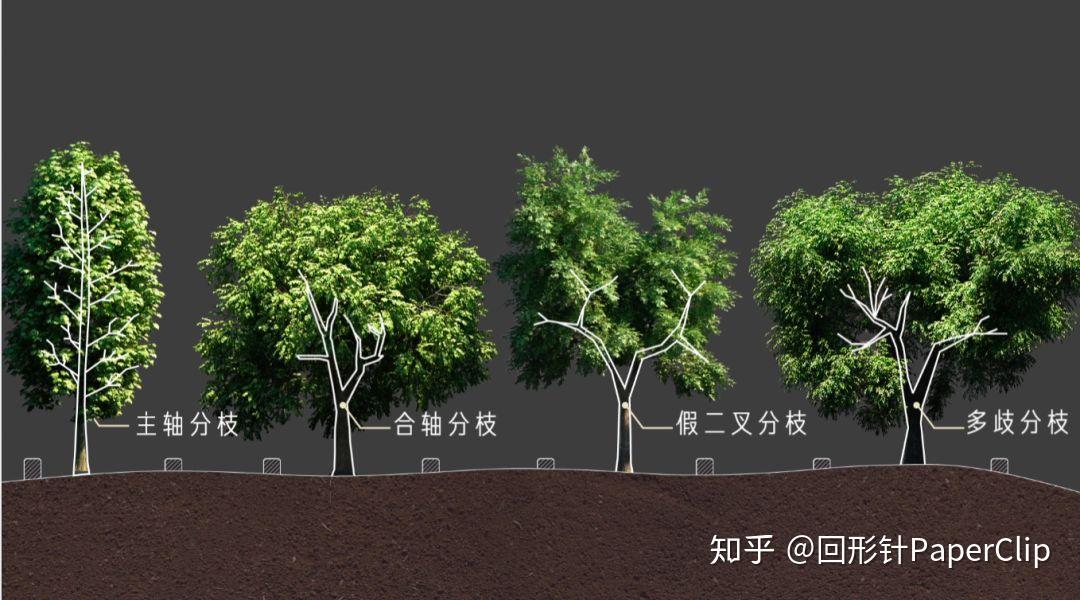 怎样才能种出不忘初心的行道树 ? - 知乎