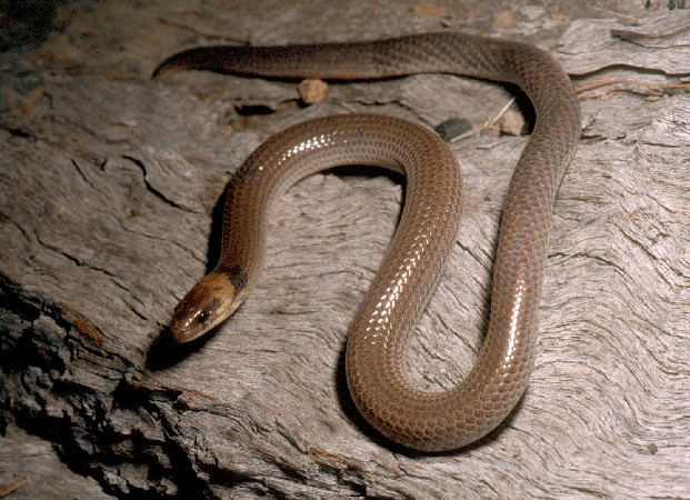 蜥蜴?蛇蜥蜴? - 知乎