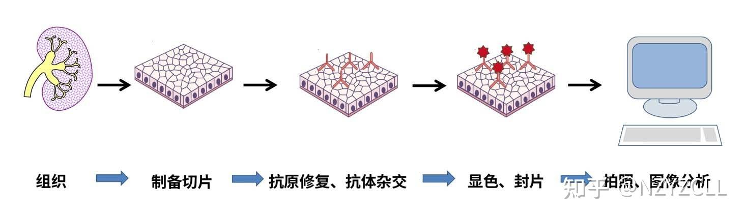 免疫组织化学实验IHC - 知乎