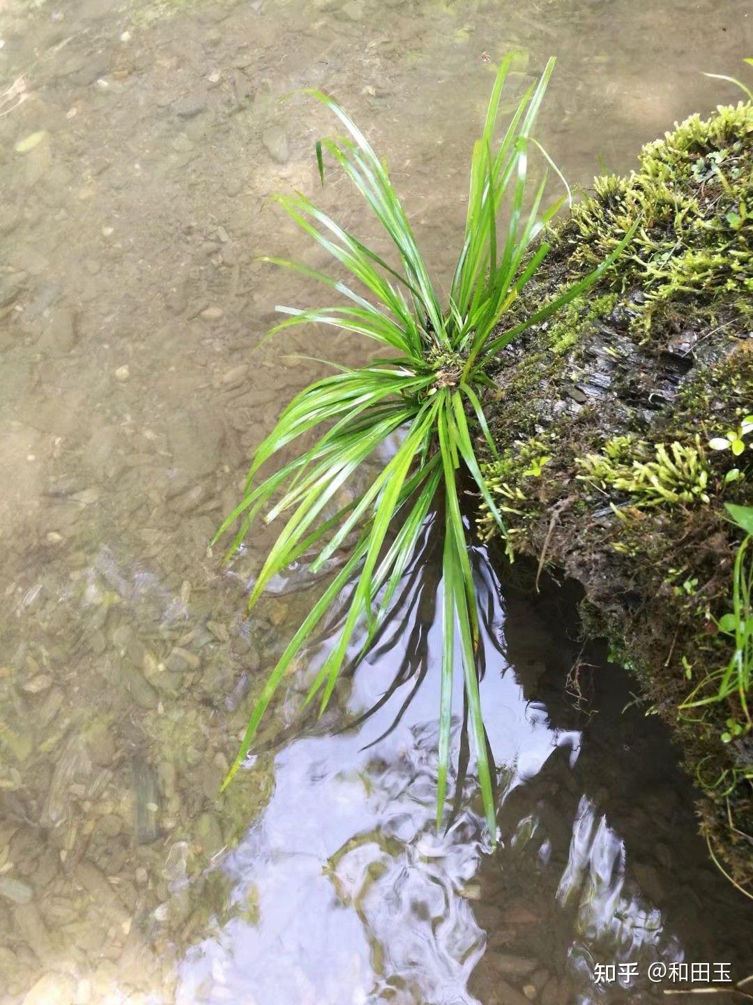 石菖蒲生长在什么地方(石菖蒲种植几年才有收获)