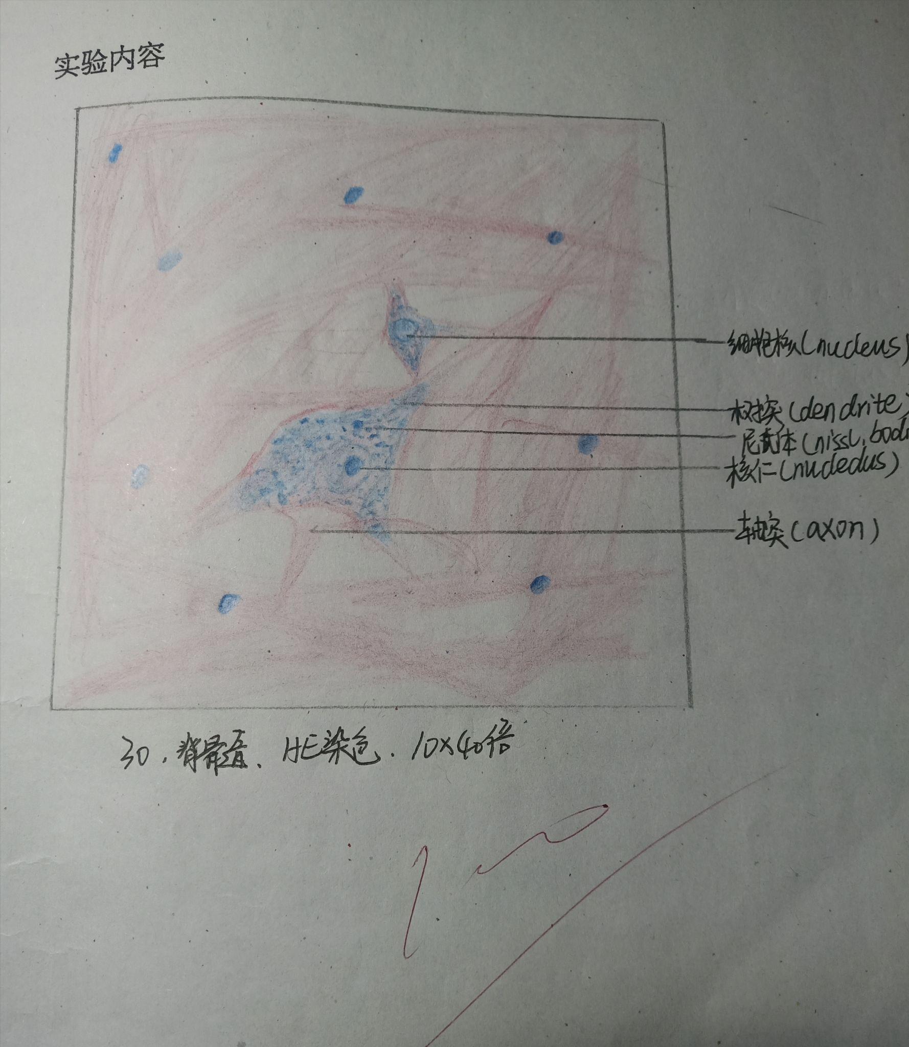 神经元红蓝学生手绘图图片