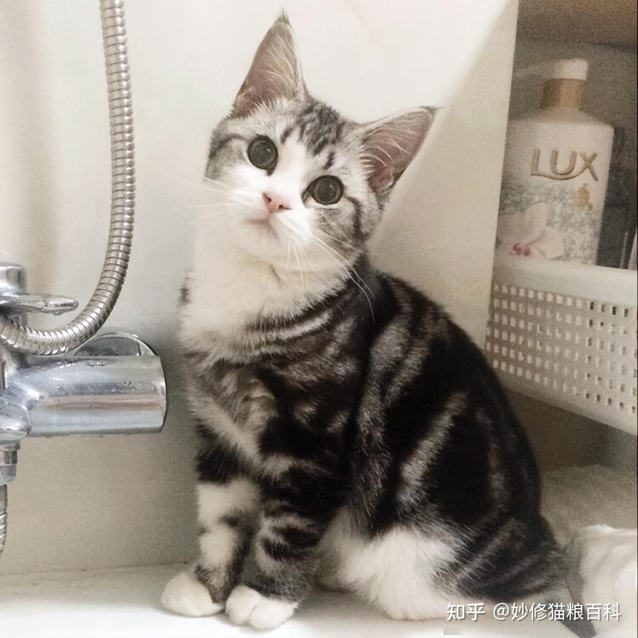 “美短猫”有这些特征，说明它的智商并不高 - 知乎