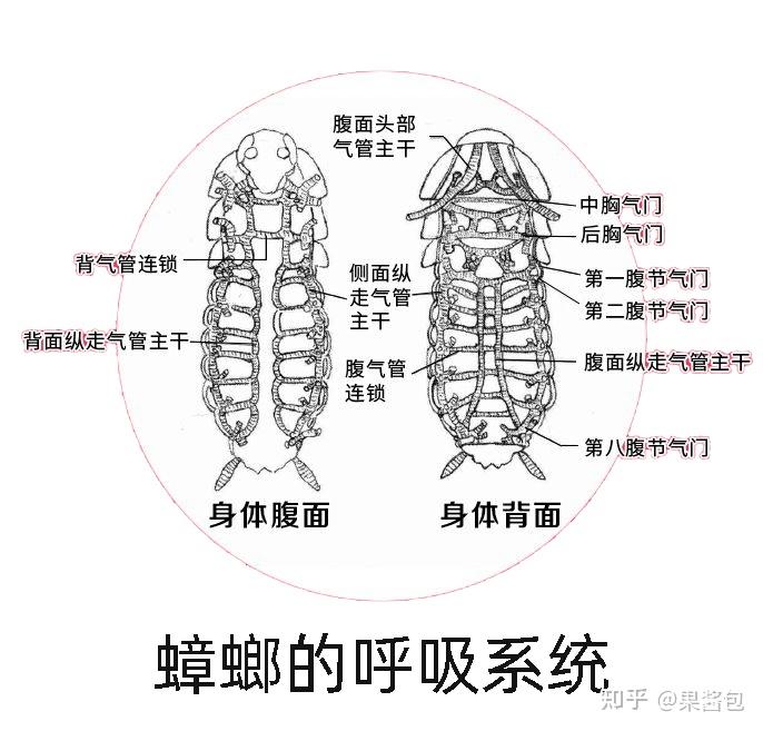 蟑螂的生长过程图片