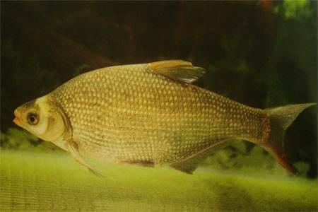 守着2.5万亩湖面喝西北风,*st昌鱼如何15年败光26亿家产?