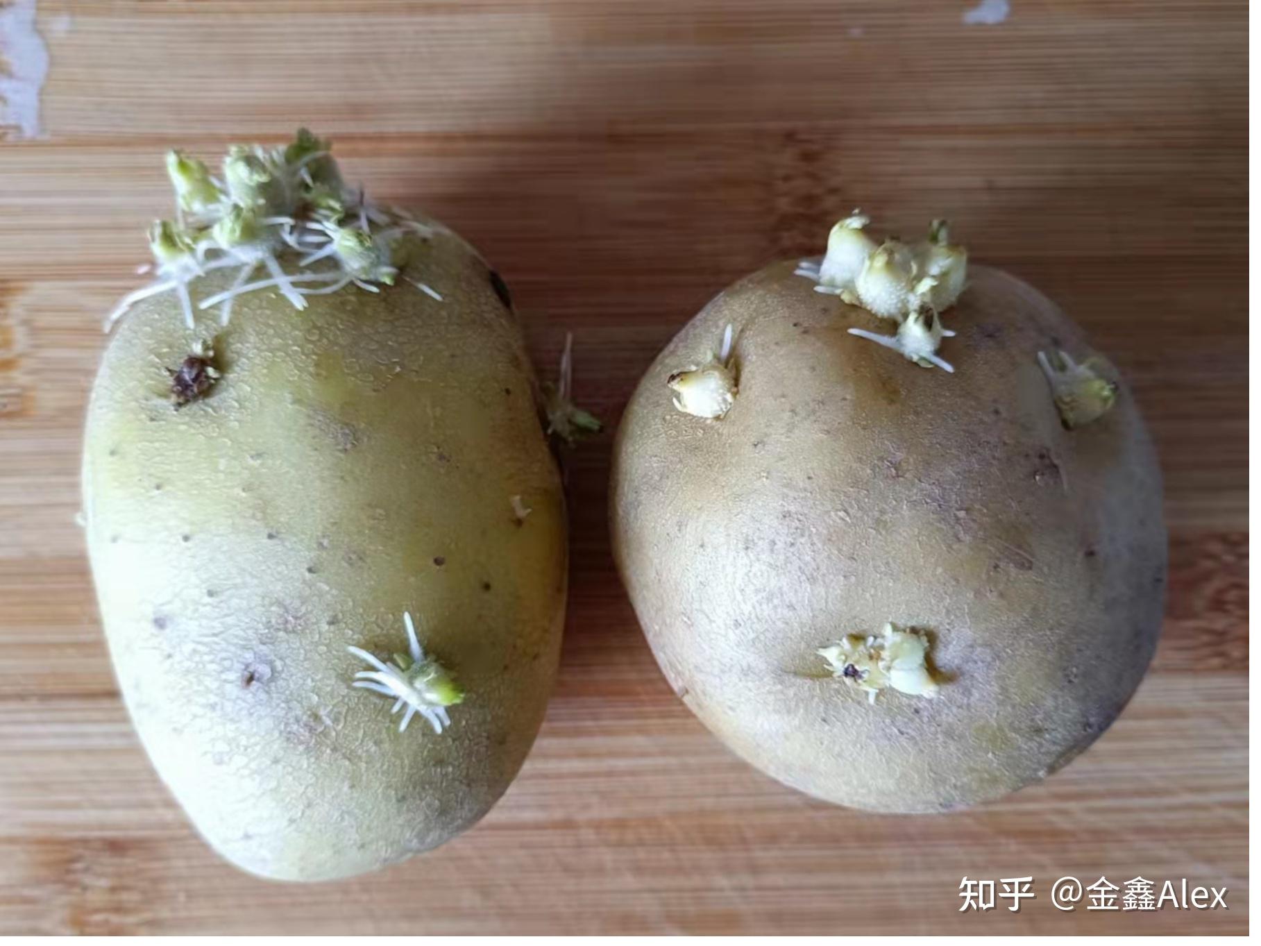 4月12日,上海发芽的土豆,认真处理可以吃
