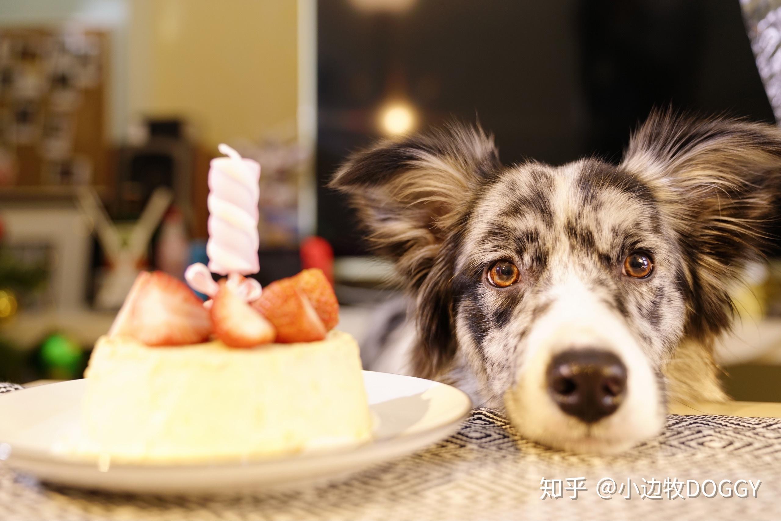 你认为陨石边牧是最帅气的狗吗