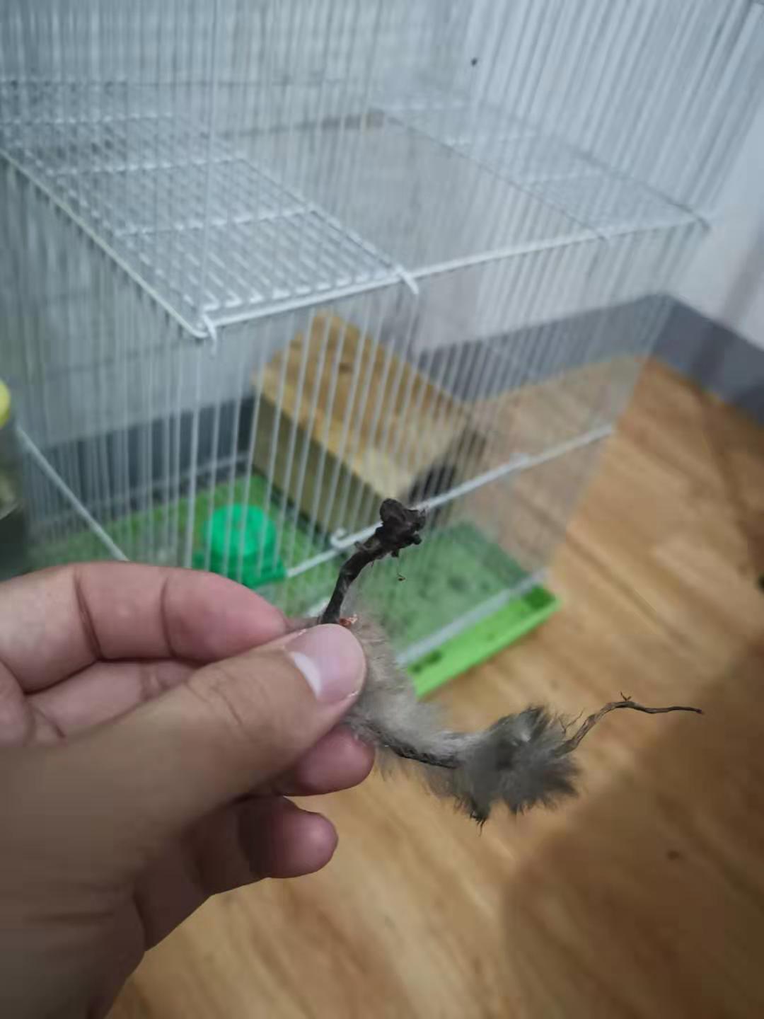 抖音上蜜袋鼯为什么会自残你见过自残的表现有哪些