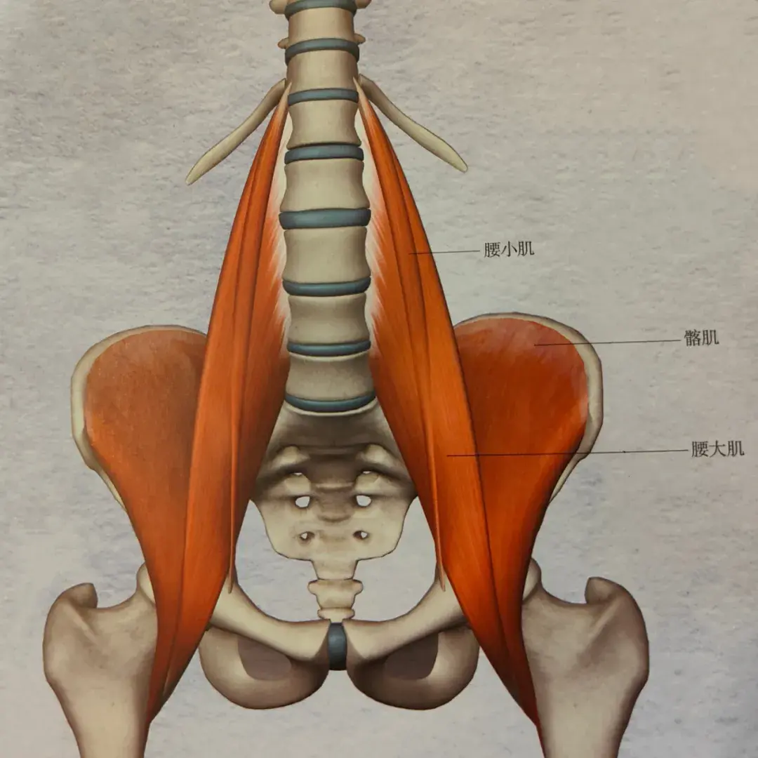 腰痛髖彈響膝超伸都跟髂腰肌有關11個動作幫你應對