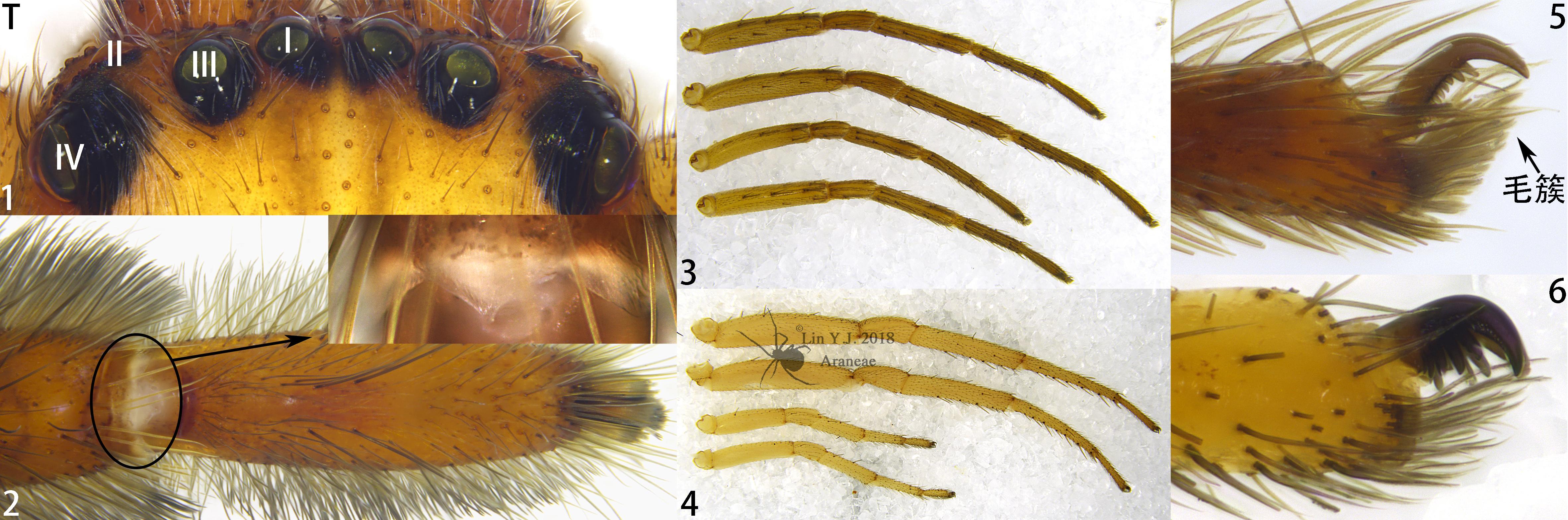……………近管蛛科anyphaenidae