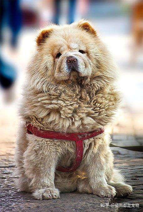 养狗，就养“松狮犬”，好处太多了！ - 知乎
