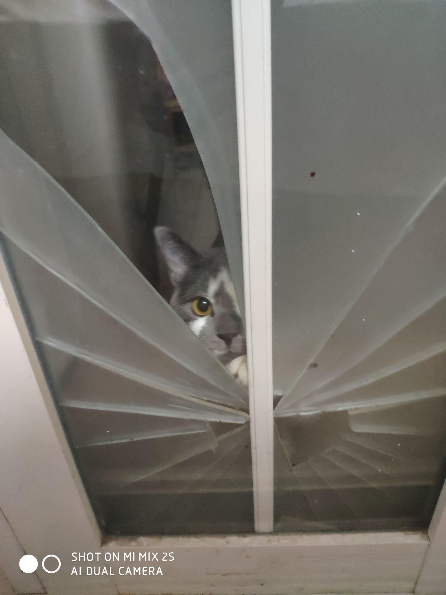 家里的猫不粘人怎么办?